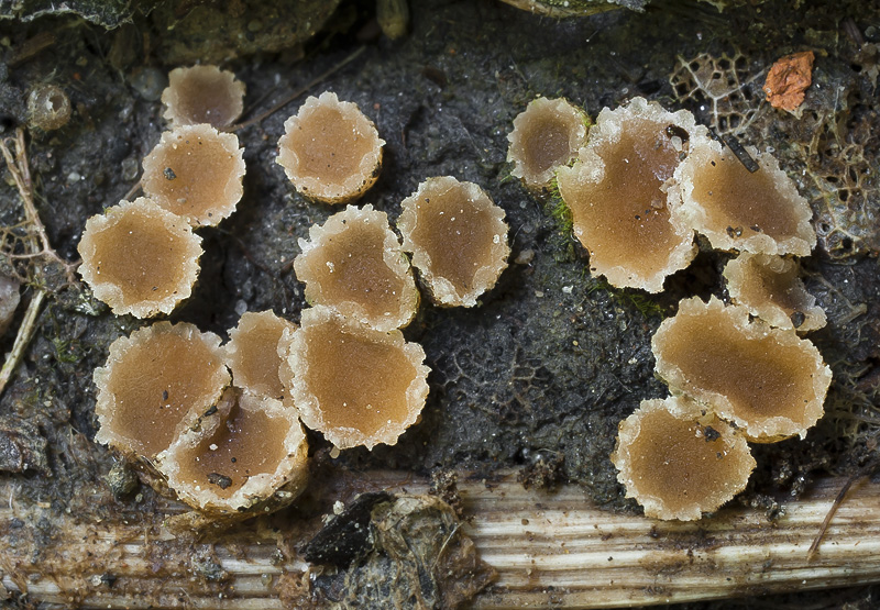 Pustularia patavina